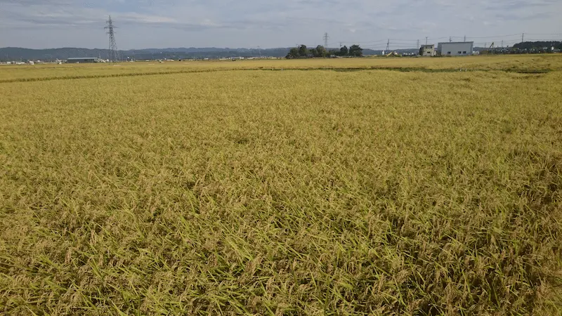 青空の下、収穫時期を迎えて黄金色に実った稲穂が一面に広がる日本の田園風景。遠くには電柱や民家、かすかに山並みが見える広々とした景観。